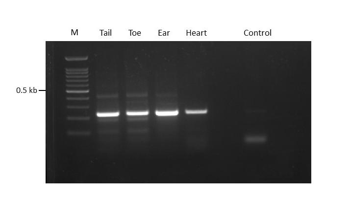 Genotyping results from different tissue samples (tail, toe, ear and heart)
