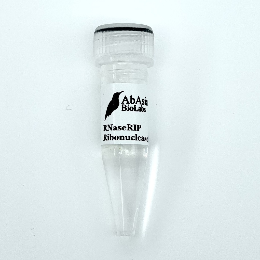 RNaseRIP Ribonuclease Inhibitor