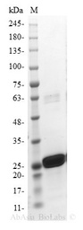 eIF4E - Human (Recombinant)