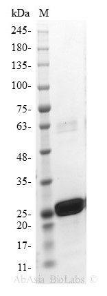 eIF4E - Human (Recombinant)