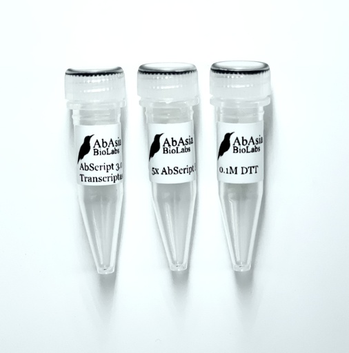 AbScript 3.0 Reverse Transcriptase
